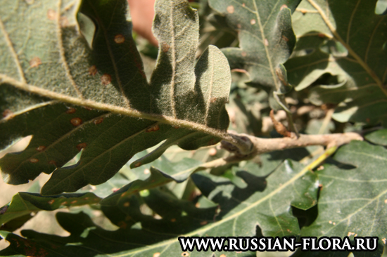 Дуб пушистый (Quercus pubescens)